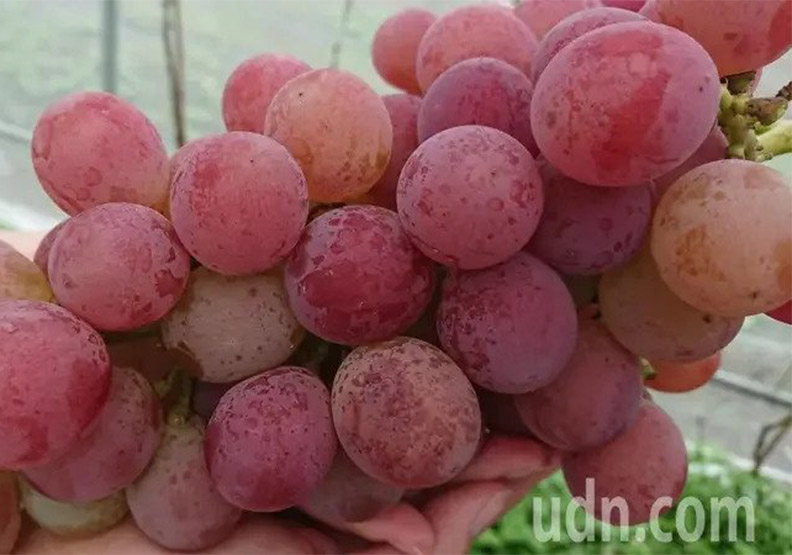 葡萄皮的白藜蘆醇比葡萄果肉和葡萄籽更豐富;取自聯合新聞網。