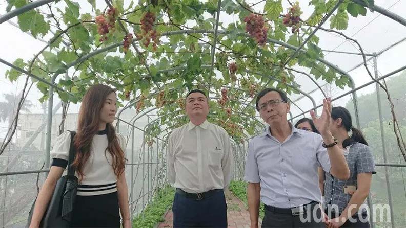 彰化縣埔心鄉農會搭建葡萄隧道,鄉農會張旗聞(右二)邀請埔心社區發展協會理事長許增鏞(右三)參觀;取自聯合新聞網。