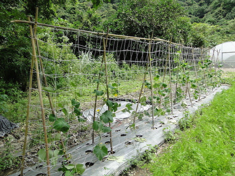 種植小黃瓜時通常都會搭棚架;農業兒童網提供。