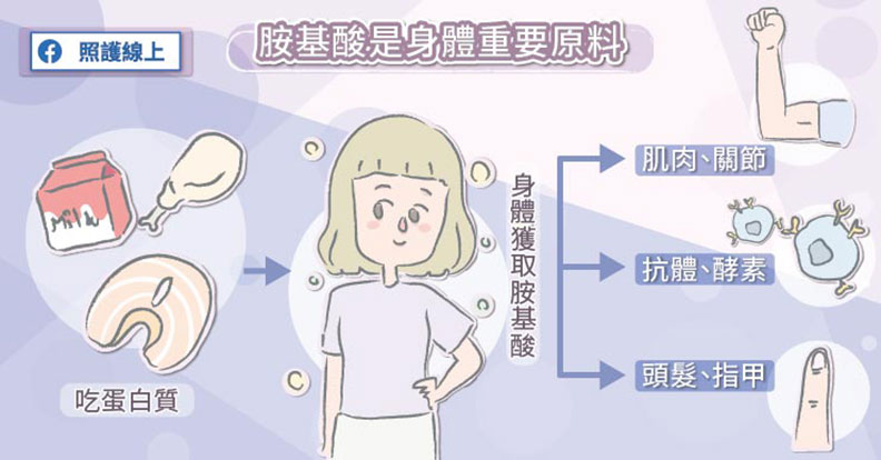 胺基酸是身體重要原料。