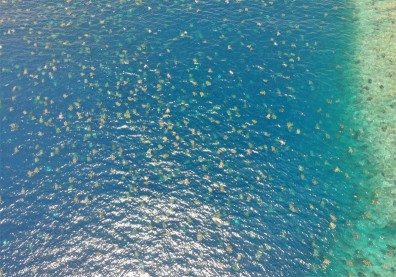 「綠蠵龜海」現身大堡礁！空拍捕捉到6萬多隻震撼產卵畫面