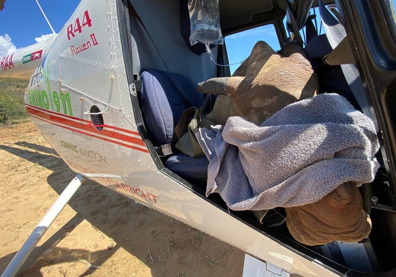 一隻因為遭到盜獵而緊急救援中的犀牛