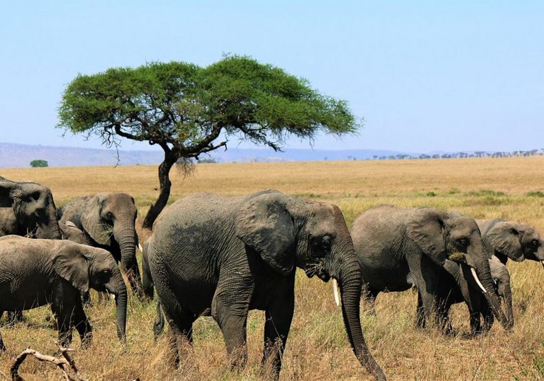 非洲的野生動物是地球重要的瑰寶