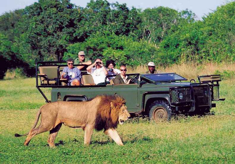 在疫情爆發前，非洲的野生動物觀光導覽非常受到歡迎