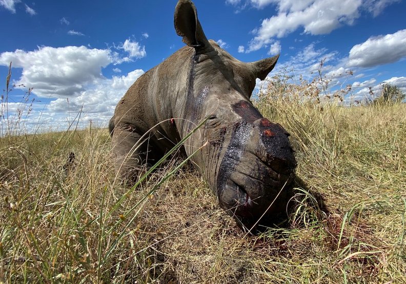 因盜獵犀牛角被削去，奄奄一息的犀牛
