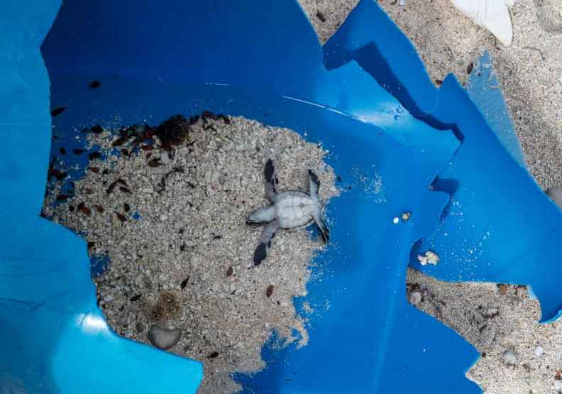 塑膠已影響生物們正常的生活