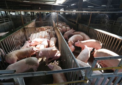 口蹄疫平息之後，台灣豬還有下一個挑戰？