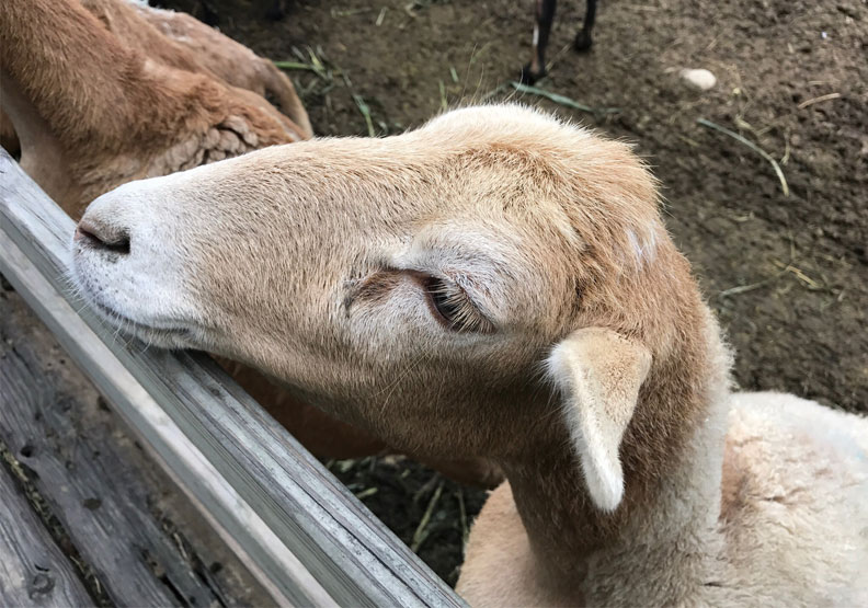 飛牛牧場。Tripadvisor提供