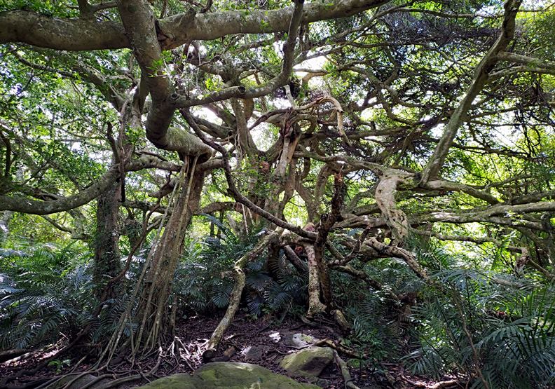 台東有「會走路的樹」？鸞山部落的永續旅遊進行式