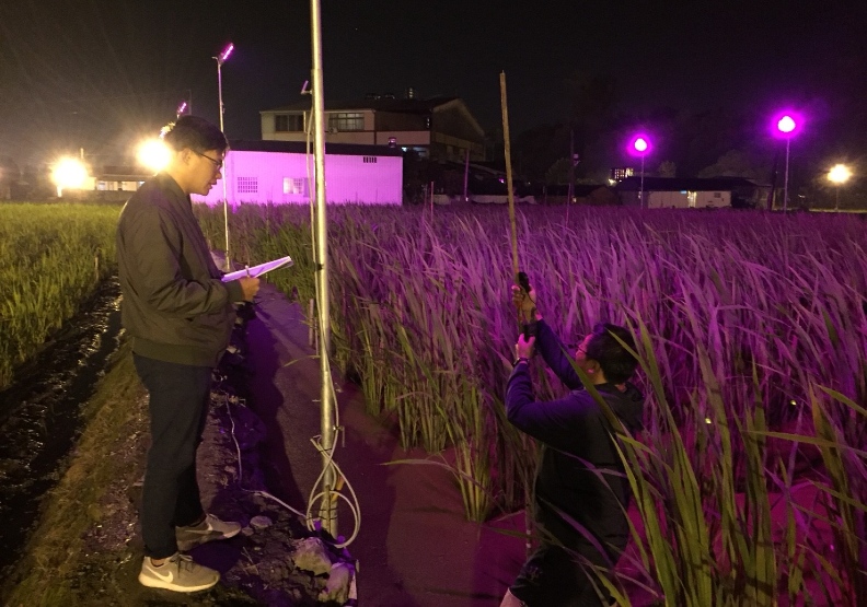 學生們不僅從研究觀察中學到一技之長,實際下田農作更是重要的學習。即使寒流來襲也要下田實際量測,紀錄燈照度。