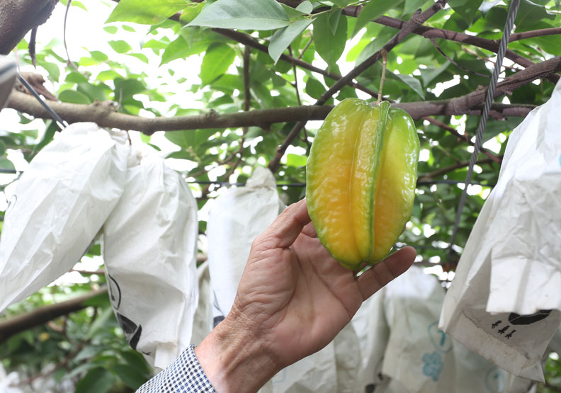 不是套袋就不會有農藥殘留;僅為情境配圖,蘇義傑攝。