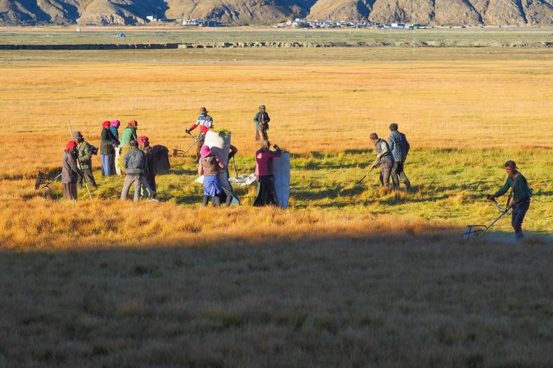 拾穗,攝於西藏,海拔4500公尺;王宏任提供。