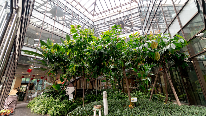 為了讓消費者更暸解巧克力,宏亞特別於巧克力共和國打造溫室栽種可可樹。