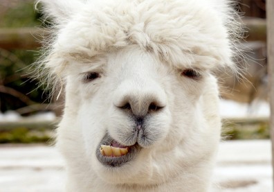 誰說你醜，我就是覺得很Q！10大「醜萌」當道的動物