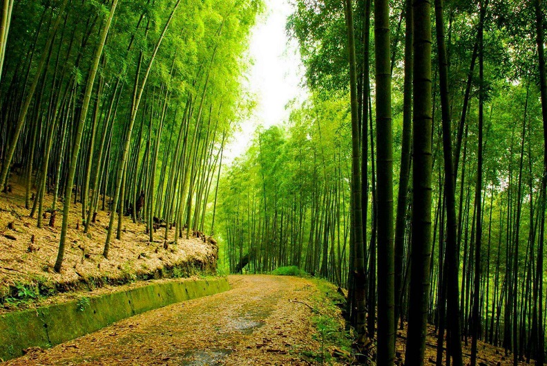 雲林古坑,五元兩角