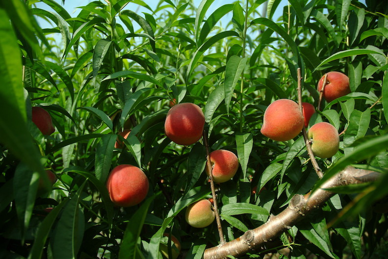 水蜜桃適合栽種在大約海拔1400至2200公尺的山區。