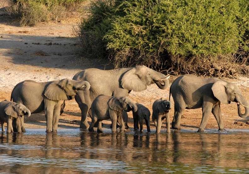 健康和成熟的象群