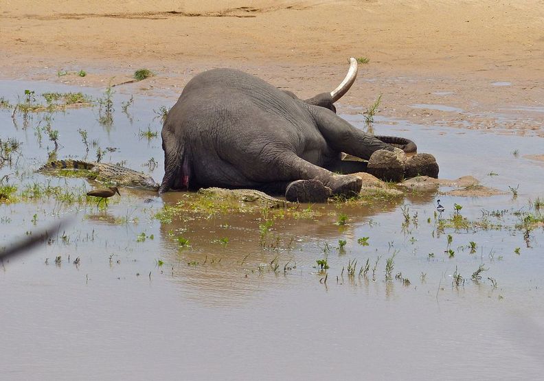 大象的屍體,一旁還有鱷魚虎視眈眈