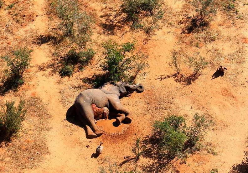 祈禱象群死亡的事件能不要再發生