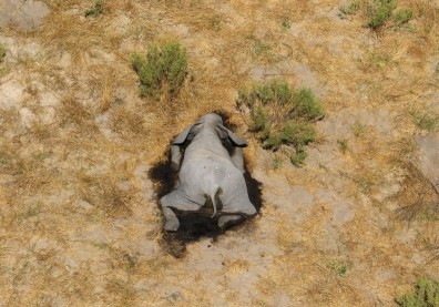 非洲離奇死亡大象危機：案情神祕又令人心碎