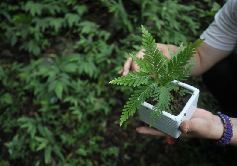 馥蘭朵宜蘭里山各處可見不同種類的花草野菜。