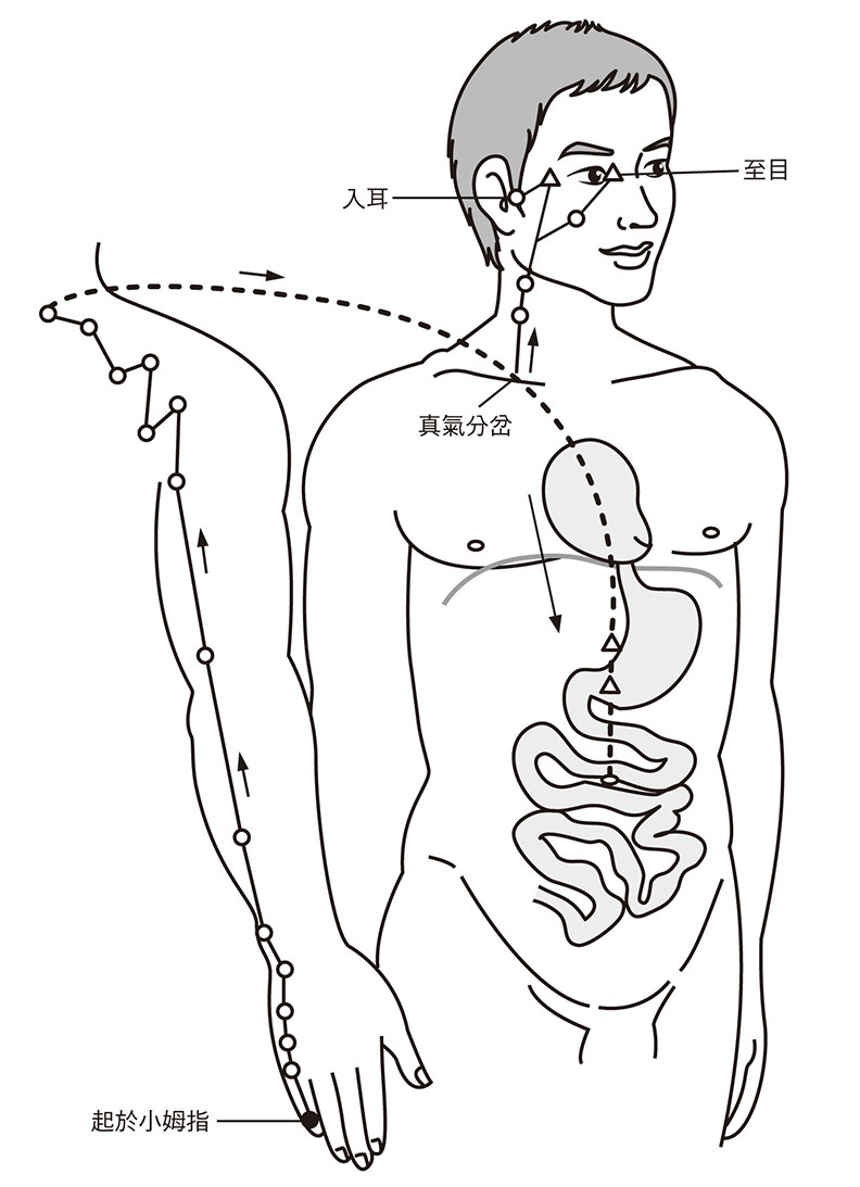 未時真氣注於手太陽小腸經，隨吸氣由手走頭。它起於小姆指,循手外側上腕，循咽下膈抵胃，入小腸。支流則循頸上頰，至目入耳。