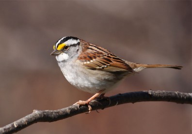 鳥兒唱歌也會換曲調？生物學家：加拿大麻雀正流行這首新歌