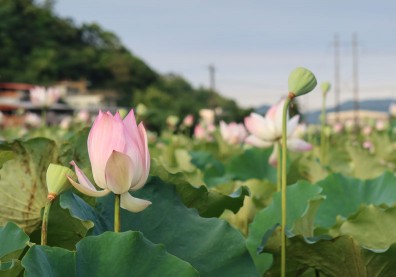 天熱貪涼耗元氣！跟著古醫做夏季養生：夜臥早起，無厭於日