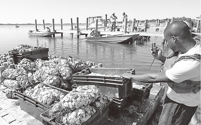 羅德島利用回收的牡蠣殼做成人工珊瑚礁岩。圖片來源:www.nature.org