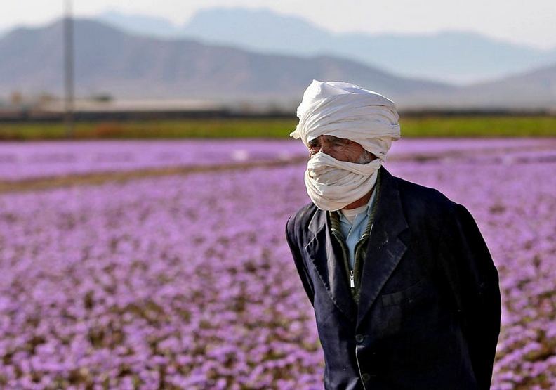 番紅花產量不如以往