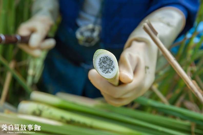 菰黑穗菌太多會造成口感沙沙的。