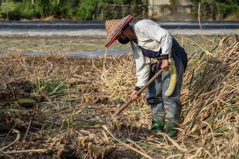 挖筍頭後要篩選黑心苗,留下好的母株種植。