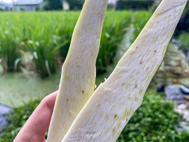 老化筍:略有少許不明顯黑點的茭白筍。