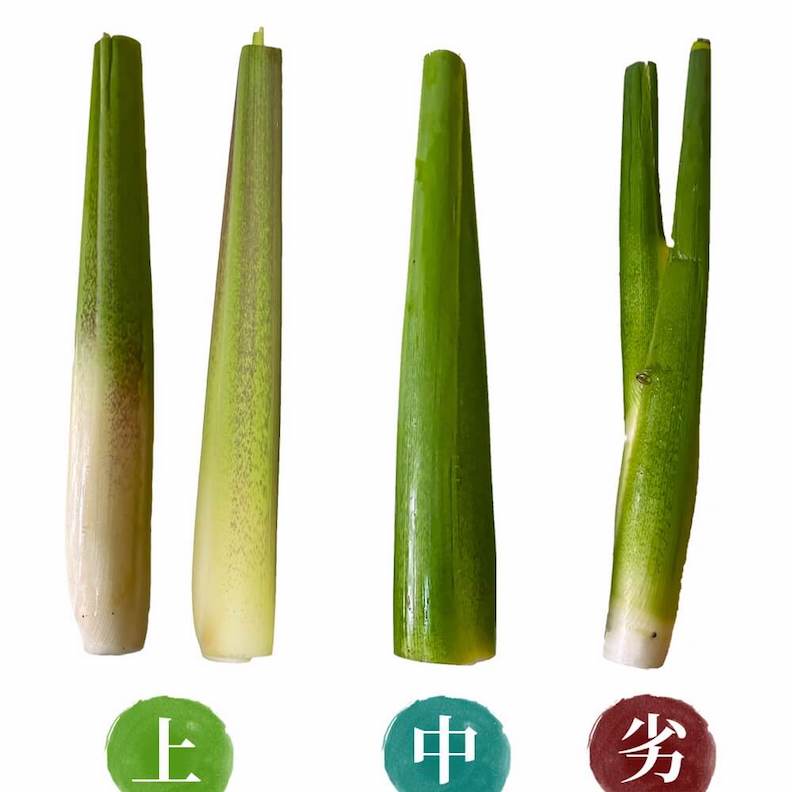 茭白筍等級區分。