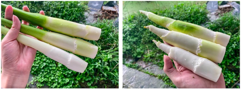 (左)只剝除第二三筍殼,(右)筍殼全部剝除。