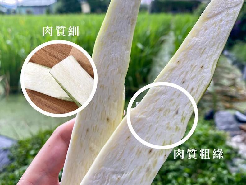 劣等筍剖半圖。