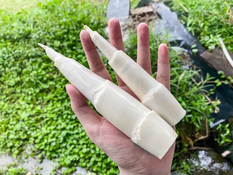 挑茭白筍,最主要是看肉質,肉質嫩大小支都很好吃。