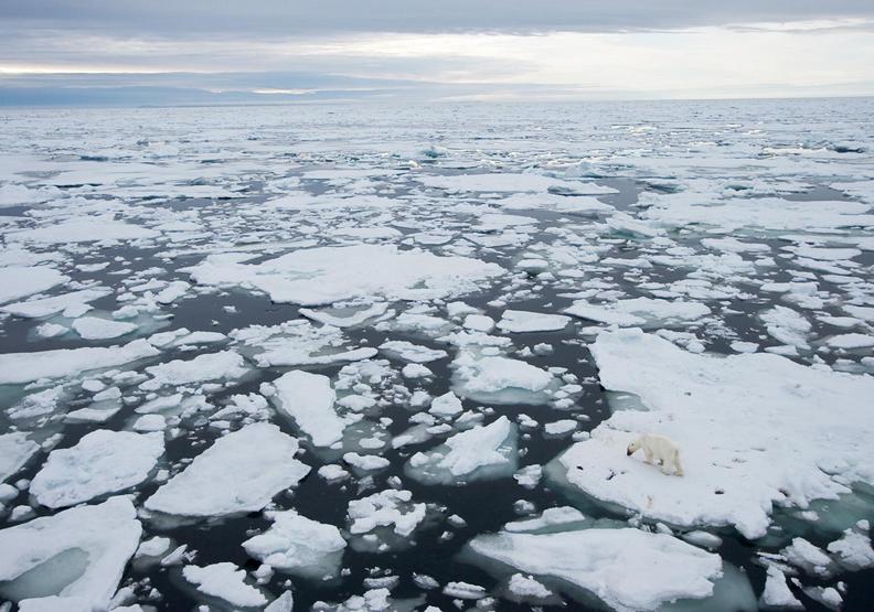 北極地貌的變化讓北極熊面臨許多嚴峻威脅