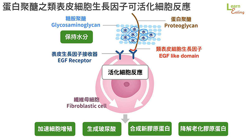 蛋白聚醣之類表皮細胞生長因子可活化細胞反應。