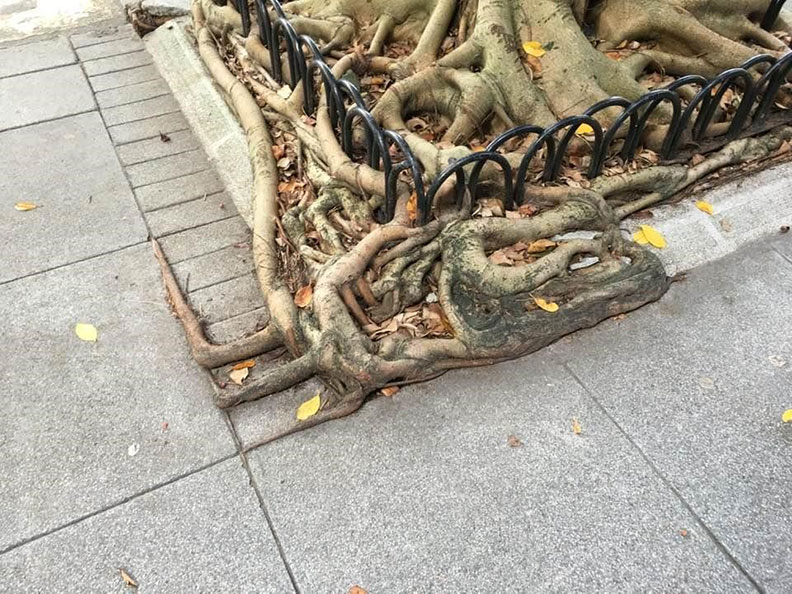 樹根膨起的地面。