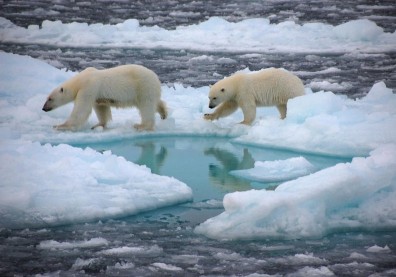 北極挪威群島創史上最高溫！科學家警告：北極熊未來恐全面消失