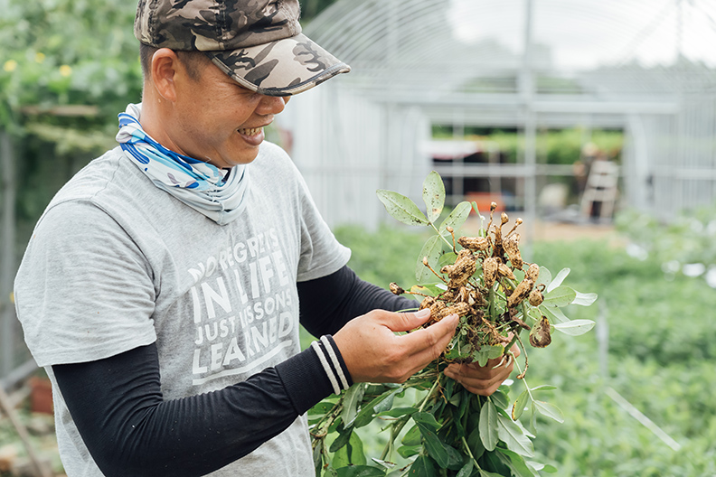 回收花生膜堆肥製成蚯蚓土,種出來的有機花生結實飽滿。