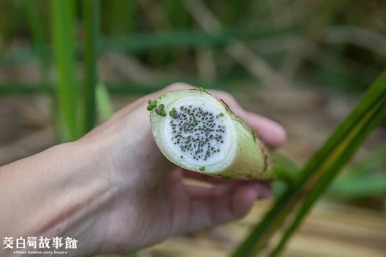 有黑點的茭白筍。