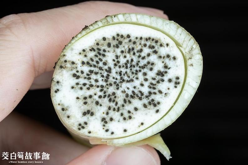 有黑點的茭白筍。