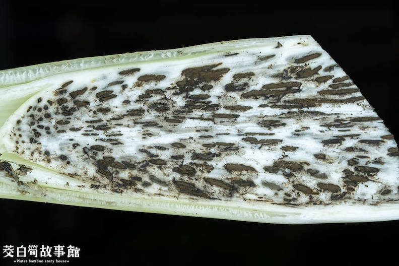 有黑點的茭白筍。