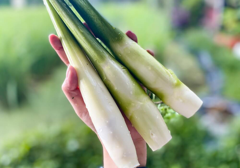 好吃的筊白筍怎麼挑？大小支有差嗎？其實肉質白嫩、筍肉長才是關鍵！