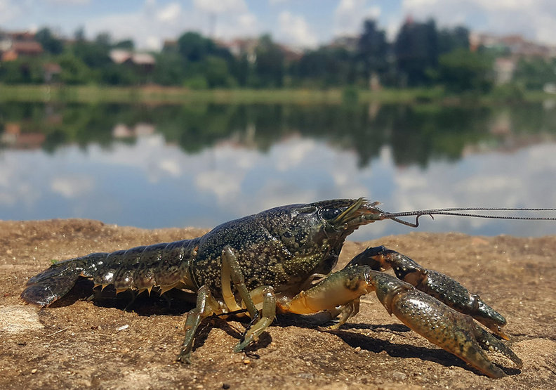 小龍蝦繁殖能力強、適應能力又高
