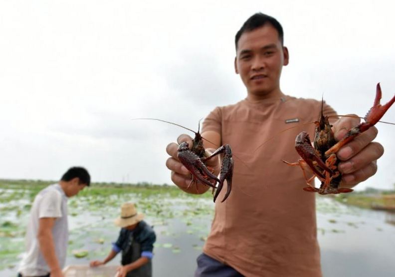 小龍蝦實在太好賺,讓眾多農民趨之若鶩
