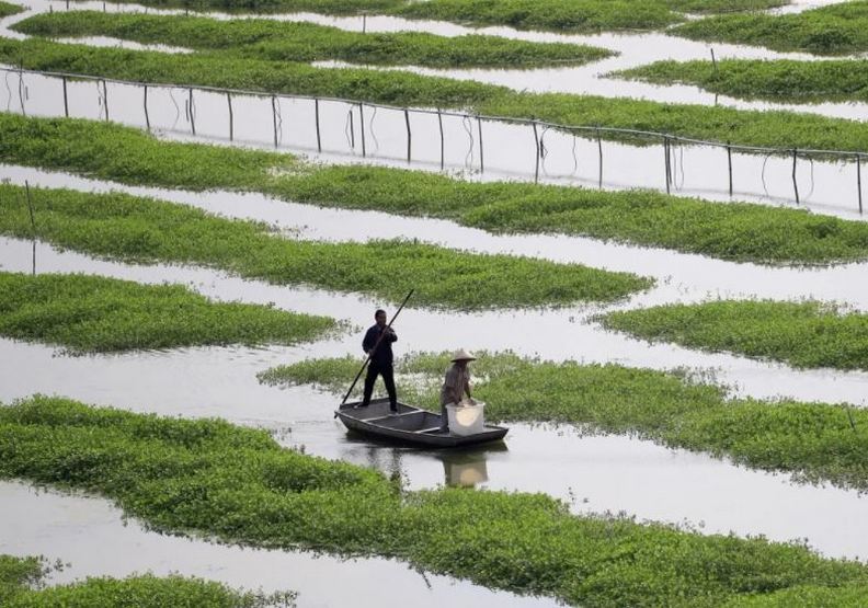 大量的小龍蝦田已經影響原本的土地規劃