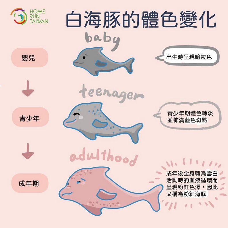 台灣最美的粉紅天使 台灣白海豚需要更多的關懷和照顧 魯皓平 遠見雜誌